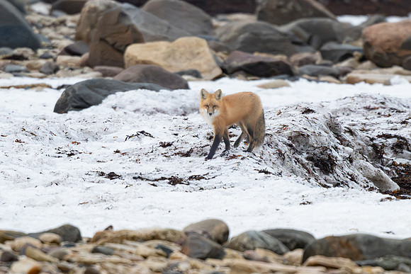 Red Fox , Snow and Rocks, Polar Bear Alley. Churchill, Manitoba.  October 2026