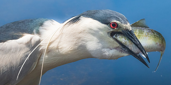 Down the Hatch. Black Crowned Night Heron Swallowing Ailewife.  Eastern Massachusetts, USA.