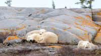 The Smiley Polar Bear Family on the Rocks II. Churchill, Manitoba.  October 2026