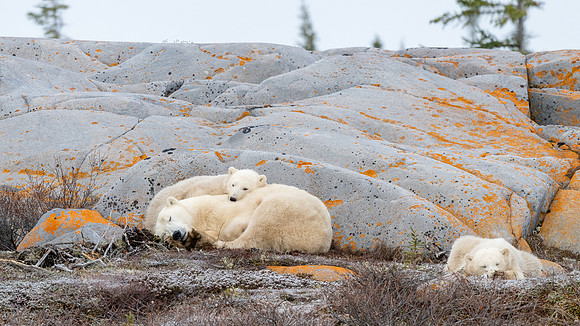 The Smiley Polar Bear Family on the Rocks II. Churchill, Manitoba.  October 2026