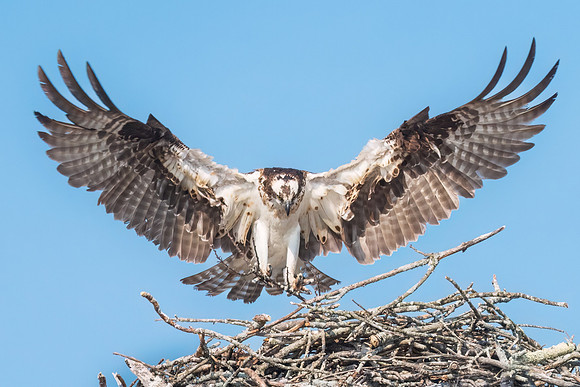 Crib Rails for the Chicks.  Female Osprey.  Southern New Hampshire, USA.