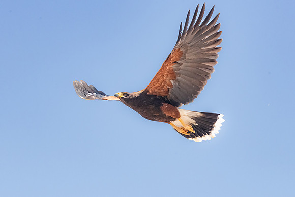 Harris's Hawk Flying Blue Sky.  Scottsdale, AZ.
