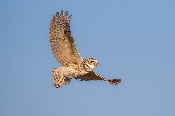 Burrowing Owl Flying Blue Sky.  Scottsdale, AZ.