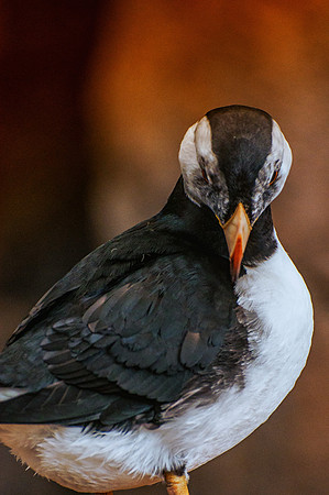 Puffin Seduction Alaska