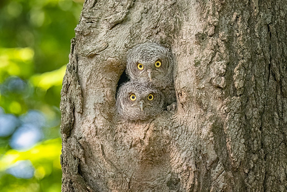 Double Trouble. Grey Eastern Screech Owlets.  Eastern Massachusetts.
