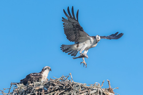 Backing In with Dinner,.  Male Osprey and Mate.  Nantucket, Massachusetts, USA.