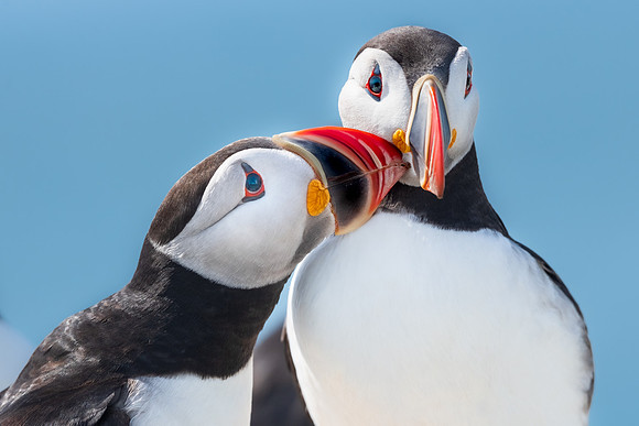 Atlantic Puffin Affection.  Machias Seal Island, Maine.  July 2022.