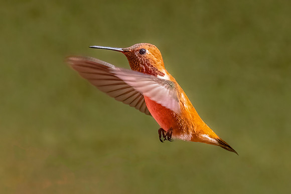 Rufous Hummingbird.  Paton Center, Patagonia, AZ.