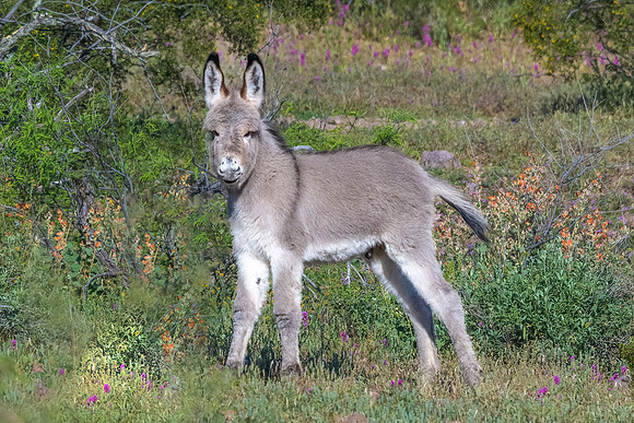 Babby Burro.  Pleasant Lake, AZ.