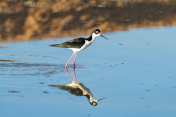 Black-Necked Stilt Reflection.  Buckeye, Arizona.