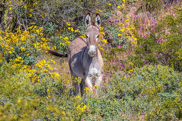 Young Wild Burro in Wild Flowers.  Lake Pleasant, Arizona.