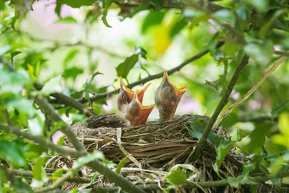 Day Old and Helpless Robin Chicks.  Amherst, New Hampshire, USA.