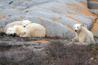 The Smiley Polar Bear Family on the Rocks, Churchill, Manitoba.  October 2026