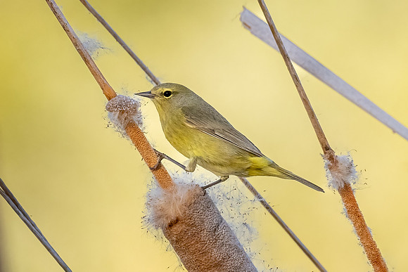 Yellow Warbler. Sweetwater Ponds, Tucson, AZ.