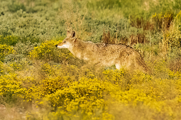 Western Coyote.  Scottsdale, AZ.
