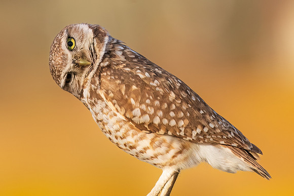 Burrowing Owl in the Flowers.  Scottsdale, AZ.