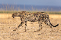 Cheetah Stalking the Savannah.  Amboseli National Park, Kenya.
