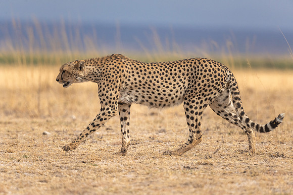 Cheetah Stalking the Savannah.  Amboseli National Park, Kenya.