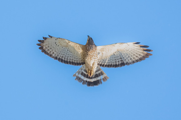Grey Hawk Overhead.  Sweetwater Ponds, Tucson, AZ.