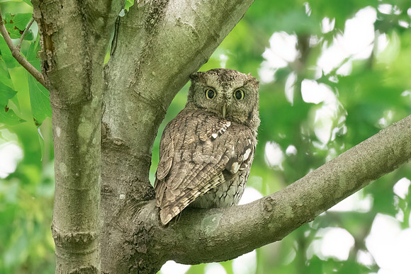 Grey Eastern Screech Owl Mom Perched.  Eastern Massachusetts.