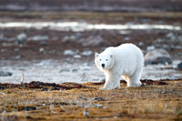 Lefty Walking Ithica Beach, Churchill, Manitoba.  October 2026