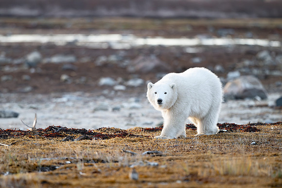 Lefty Walking Ithica Beach, Churchill, Manitoba.  October 2026