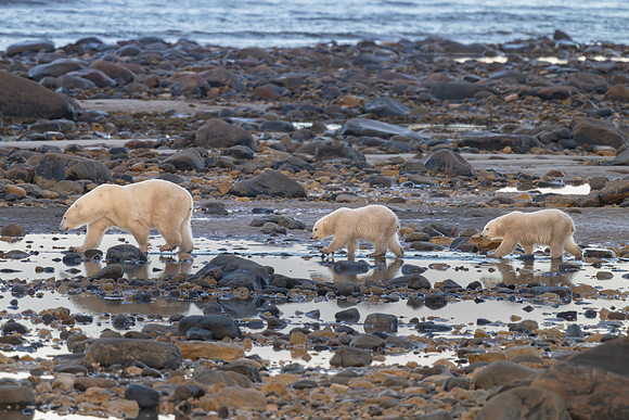 Smiley Family Walking the Beach Low Tide. Churchill, Manitoba.  October 2026