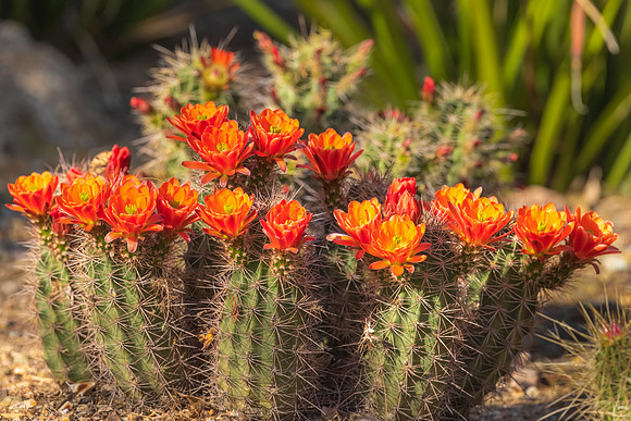 Cactus Flowers.  Phoenix, Arizona.