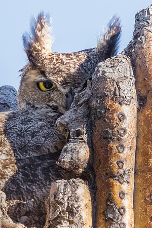 Peek a Boo.  Great Horned Owl in Nest.  Scottsdale, Arizona.