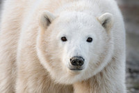 Lefty Polar Bear Facial. Churchill, Manitoba.  October 2026