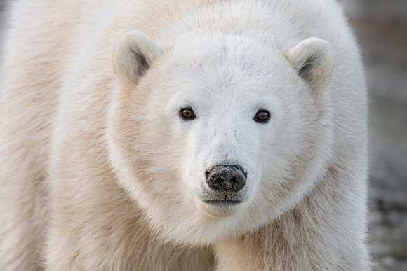 Lefty Polar Bear Facial. Churchill, Manitoba.  October 2026