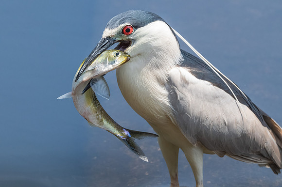 Black Crowned Night Heron with Ailewife.  Eastern Massachusetts, USA.