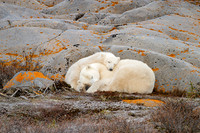 Momma Smiley and Female Cub Sleeping. Churchill, Manitoba.  October 2026