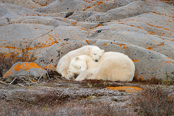 Momma Smiley and Female Cub Sleeping. Churchill, Manitoba.  October 2026