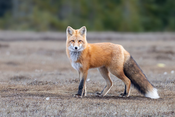 Red Fox on Beach. Churchill, Manitoba.  October 2026
