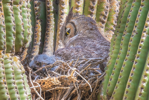Great Horned Owl and Chick in Nest.  Scottsdale, Arizona.