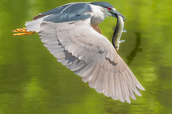 Black Crowned Night Heron with Ailewife and Shadow.  Eastern Massachusetts, USA.