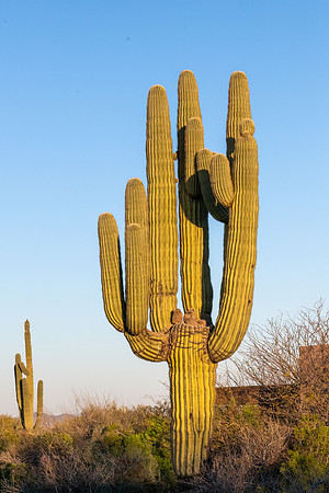 Saguaro Cactus with Owl Family.  Scottsdale, AZ.