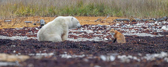 Bear and Red Fox Encounter, Churchill, Manitoba.  October 2026
