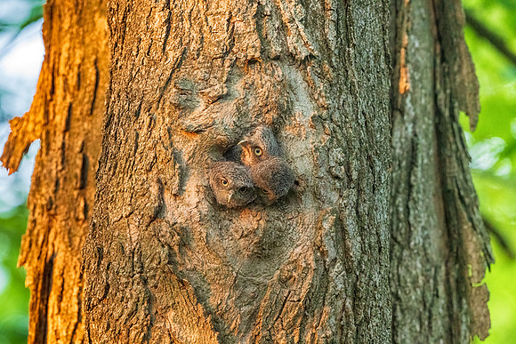 Three's Company.  Grey Eastern Screech Owlets.  Eastern Massachusetts.