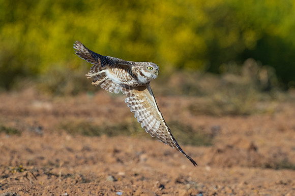 Burrowing Owl Flying the Field.  Scottsdale, AZ.