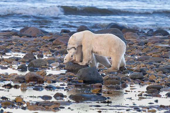 Smiley Mom with A Bite. Churchill, Manitoba.  October 2026