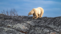 Male Polar Bear Rock Climbing II. Churchill, Manitoba.  October 2026