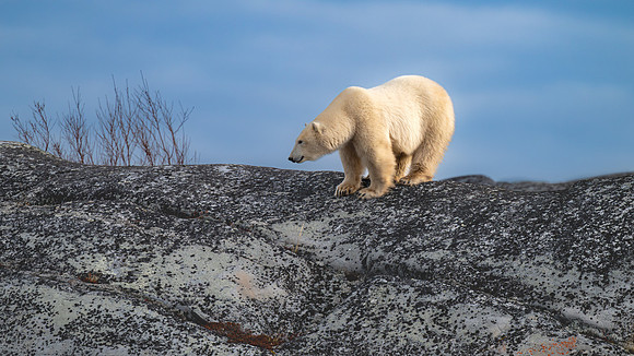Male Polar Bear Rock Climbing II. Churchill, Manitoba.  October 2026