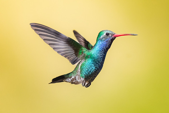 Broad-Billed Hummingbird.  Paton Center, Patagonia, AZ.