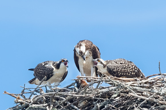 Big to Be Fed?  Osprey Mom and Chicks. Southern New Hampshire.  Jukly 2022.