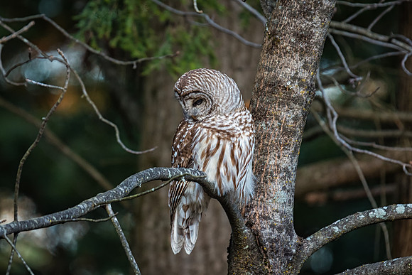 Seductive, Barred Owl, Amherst, NH
