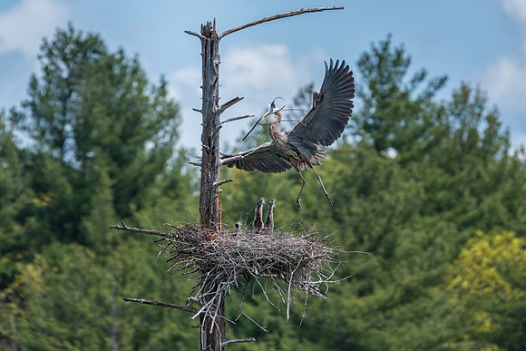 Return Flight, Heron Pond, Milford, NH