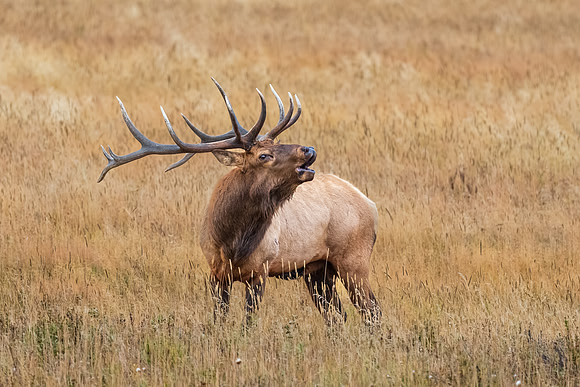 Bull Elk Bugling.  RMNP, Colorado. Fall 2022.