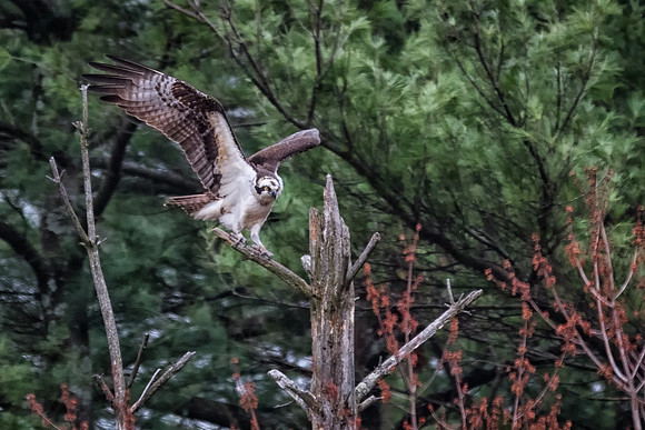 Landing Osprey, Milford, NH